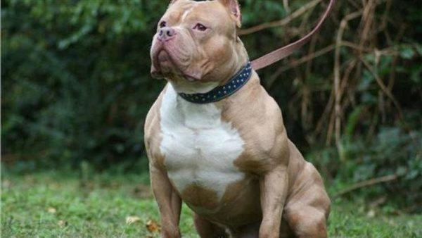 تفاصيل صادمة..قرار عاجل من النيابة ضد المتهمين في حادث عقر كلب لفتاة بالدقي