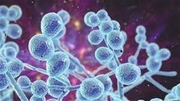 بعد إعلان أمريكا إصابة سيدتين.. معلومات صادمة عن عدوى فطرية شديدة الخطورة