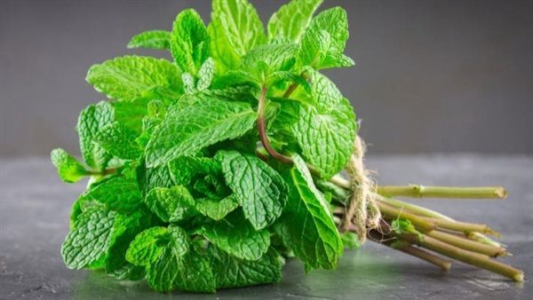  دراسة.. استنشاق النعناع يعالج مرض خطير يُصيب كبار السن 