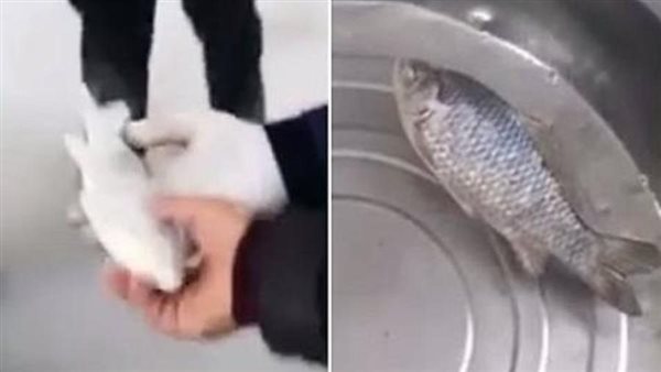 فيديو أثار الجدل.. كيف عادت سمكة مجمدة إلى الحياة بعد رجوعها للمياه؟ | شاهد