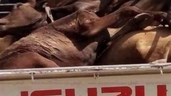 فتحنا الباب لقيناه بيدبح حصان.. صور كارثية داخل محل جزارة بالطالبية | شاهد