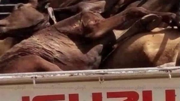 بدأ بعربية كبدة.. مفاجآت جديدة عن بوحة جزار الأحصنة في الجيزة
