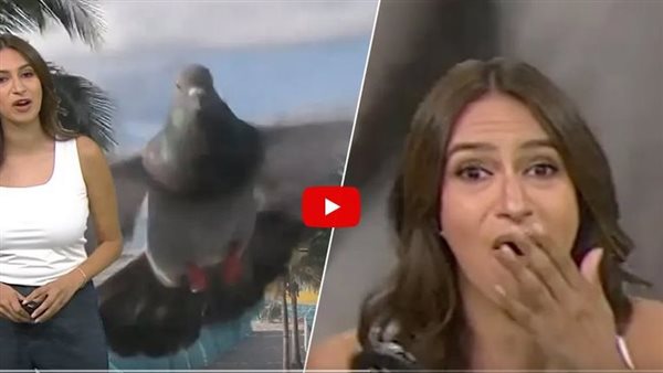 موقف غريب.. حمامة تهجم على مقدمة برامج خلال البث المباشر وهذا ما حدث | فيديو