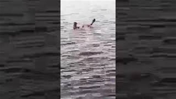 بيان عاجل من البيئة بشأن وفاة سائح بسبب هجوم سمكة قرش بالغردقة