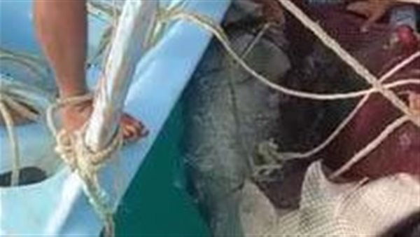 الصور الأولى للحظة اصطياد قرش النمر بعد مصرع السائح الروسي في الغردقة | شاهد