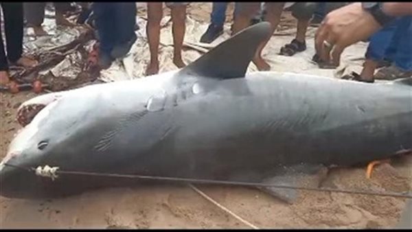 خبيرة تحسم الجدل.. لماذا هاجم قرش النمر السائح الروسي بالغردقة؟