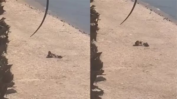 شاب وفتاة يمارسان الرذيلة.. مقطع فيديو إباحي على شاطئ يثير أزمة في دولة عربية | شاهد