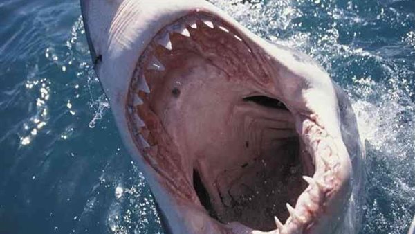 مفاجأة في ترتيب مصر.. قائمة أكثر دول العالم تعرضا لهجمات القرش | شاهد