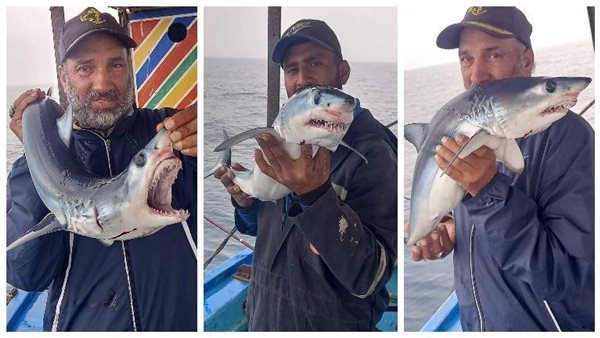 القصة الكاملة.. تفاصيل ظهور أسماك القرش في الإسكندرية | شاهد