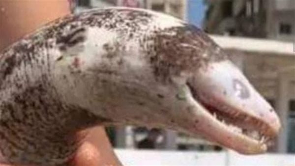 ما حقيقته ؟ .. قصة ظهور كائن بحري غريب على شاطئ الإسكندرية