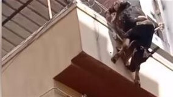 بعد واقعة عجل البحيرة..لماذا تهرب العجول والأضاحي في مشاهد متكررة كل عام؟