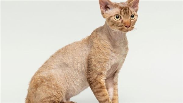 تفسير علمي..سر اختفاء القطط أول أيام عيد الأضحى