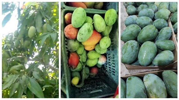 بعد التحذير من أكل المانجو بدري.. تعرف على علامات المكمورة والسقط