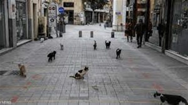 خوف من انتشار العدوى.. نفوق 300 ألف قط بسبب فيروس قاتل في هذه الدولة