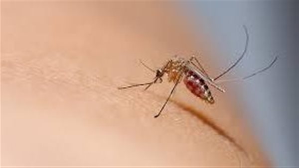 مش هتموت.. حمى الضنك وأعراضها وأسباب الإصابة وطرق الوقاية