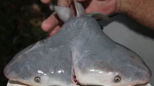 سم قاتل.. القومي لعلوم البحار يحذر من السمك الفيليه و7 أنواع أخرى