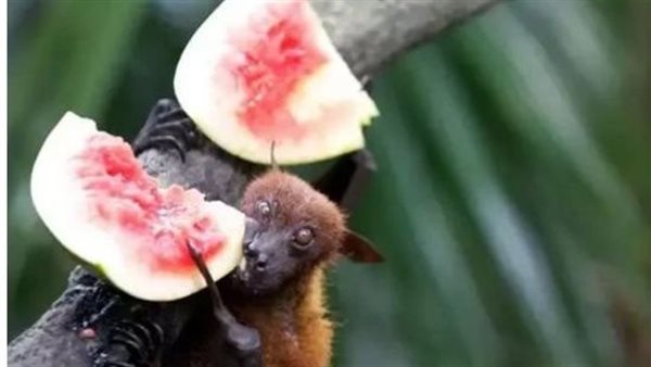 ينتقل بخفاش الفاكهة وليس له علاج.. فيروس نيباه يضرب مدينة كاملة