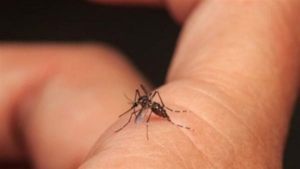 تهدد أمريكا وأوروبا وأفريقيا في هذا الموعد.. ما هي حمى الضنك؟