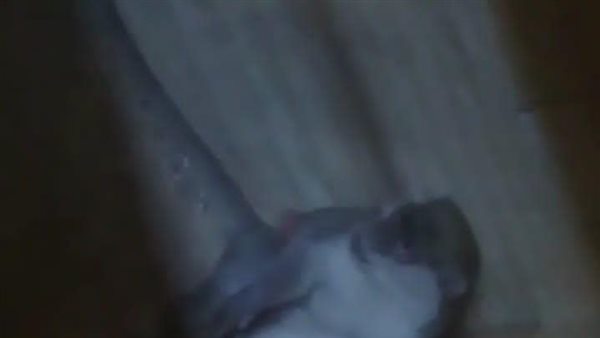  4 ساعات مثيرة بين الآثار.. تفاصيل مطاردة قرد تسلل داخل معبد الكرنك في الأقصر