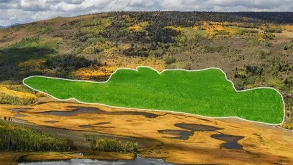 تسجيل مذهل.. استمع إلى صوت أكبر وأقدم كائن حي في العالم