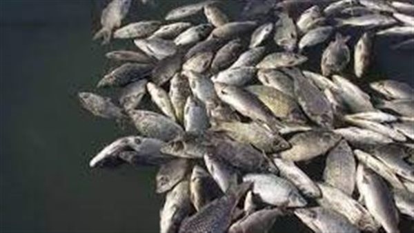 الحكومة تكشف حقيقة تداول أسماك نافقة بالأسواق بعد ظاهرة زبد البحر ببورسعيد 