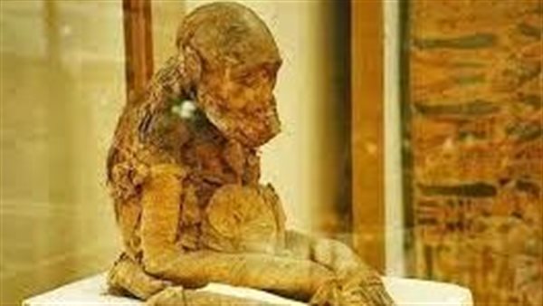 سر الشمس والقمر والحكمة.. لماذا حنط المصريون القدماء قرد البابون؟