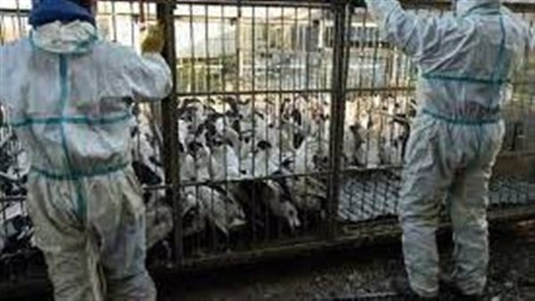 بيان رسمي يكشف حقيقة ظهور حالات بشرية مصابة بسلالة جديدة من أنفلونزا الطيور