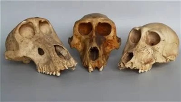 دراسة تكشف لغز مومياوات غامضة برأس مدبب في مقابر بالصعيد