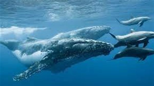 تعرف على القائمة الحمراء الجديدة للكائنات المهددة بالانقراض