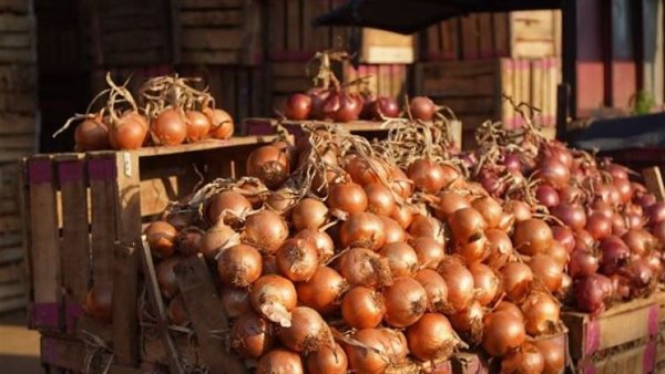 بعد وصوله 45 جنيهًا..قرار حكومي عاجل لنسف أسعار البصل وهذا موعد التراجع رسميًا