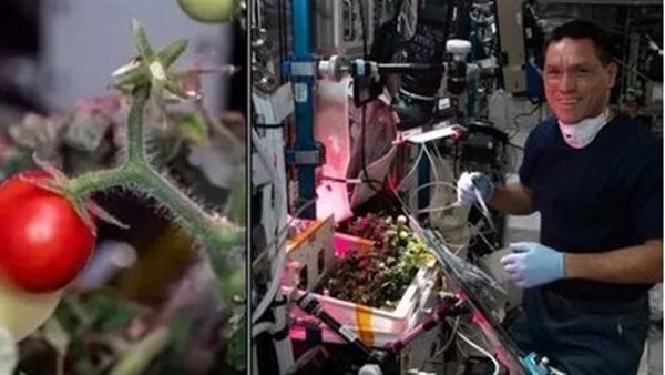 بحثوا عنها لأشهر.. قصة حبة طماطم أثارت جدل وكالة ناسا