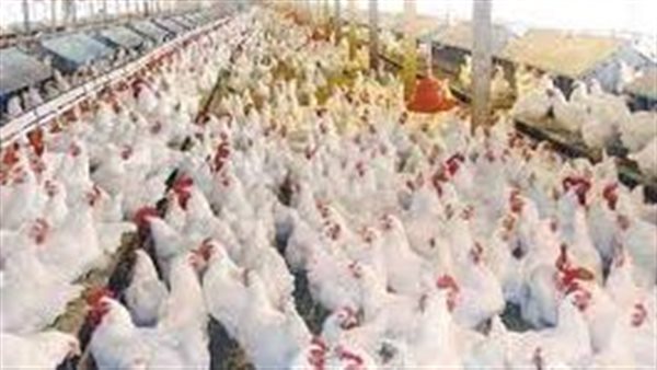 الزراعة تكشف حقائق جديدة.. القصة الكاملة لنحر سلالات دواجن مصرية نادرة