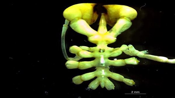 4 عيون ومخالب كبيرة.. تفاصيل اكتشاف مخلوق غريب في أعماق القارة القطبية | شاهد