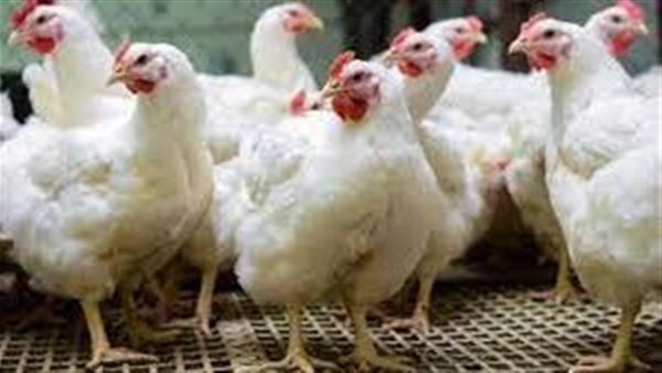 الحكومة تكشف حقيقة ذبح سلالات دواجن نادرة نتيجة عدم توافر الأعلاف