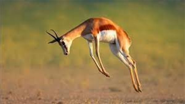 ظهور الأعراض يستغرق عاما..هل ينتقل مرض زومبي الغزلان إلى البشر؟