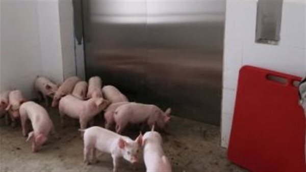 بيان رسمي يكشف حقيقة ظهور إصابة بسلالات جديدة من إنفلونزا الخنازير في مصر