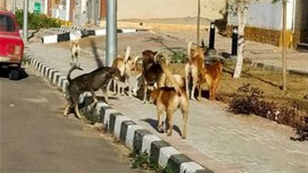 القصة الكاملة.. لغز تقييد 11 كلبًا وتكميم أفواهها أمام فندق شهير بـ6 أكتوبر