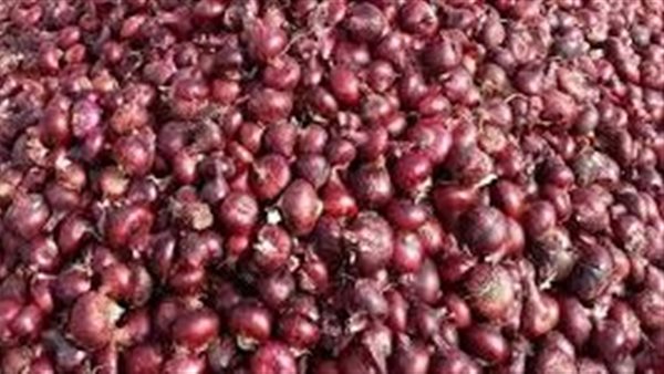 ليه وصل 40 جنيه.. أسباب وتفاصيل جنون البصل وهذا موعد انخفاضه لمعدلاته الطبيعية