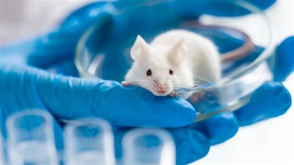 أخطر من كورونا.. تسريب تجارب مرعبة لفيروس صيني جديد يقتل بنسبة 100%