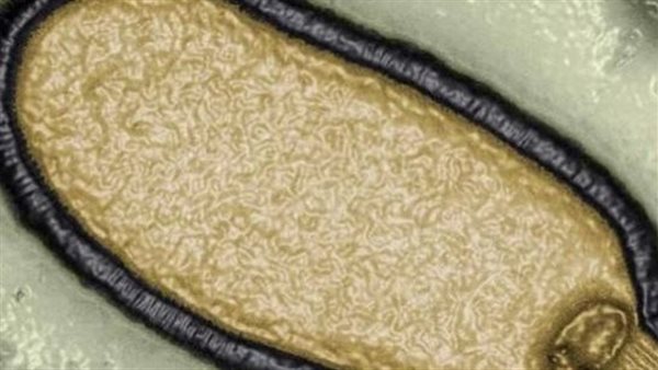 تحذير من كارثة.. تفاصيل الوباء الجديد الذي يهدد العالم 