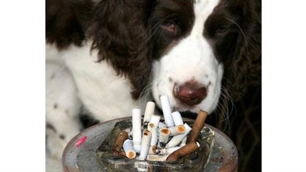 بيشرب حشيش مع الكلبة بتاعتي.. حنان تطلب خلع زوجها في محكمة الأسرة