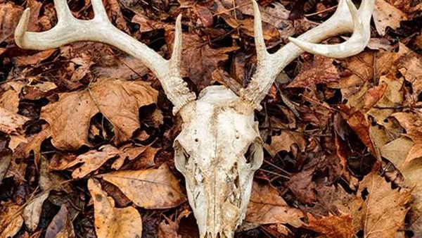 بعد انتشاره.. ما هو مرض الغزلان الزومبي وهل ينتقل للإنسان؟