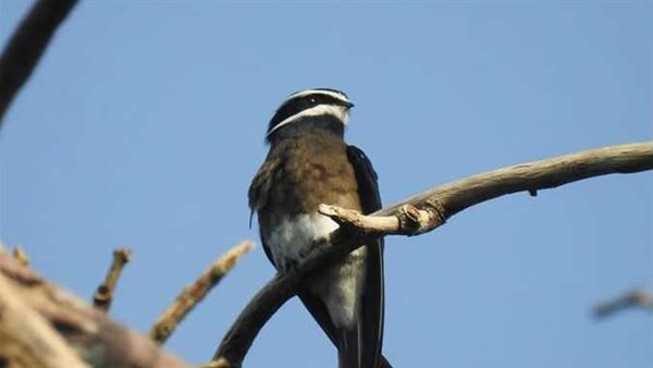 حقيقة ظهور طير الأبابيل المذكورة في القرآن الكريم | شاهد