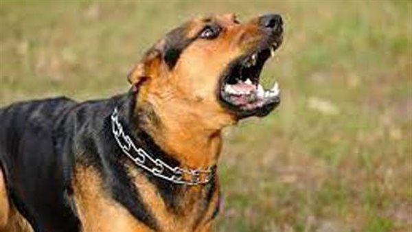 آخرة الشفقة عضة كلب.. مأساة سيدتين و3 أطفال بالعجوزة