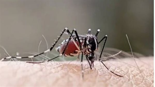 ما القصة ؟.. تفاصيل إطلاق الملايين من بعوضة مصرية مُعدلة وراثيا في الجو