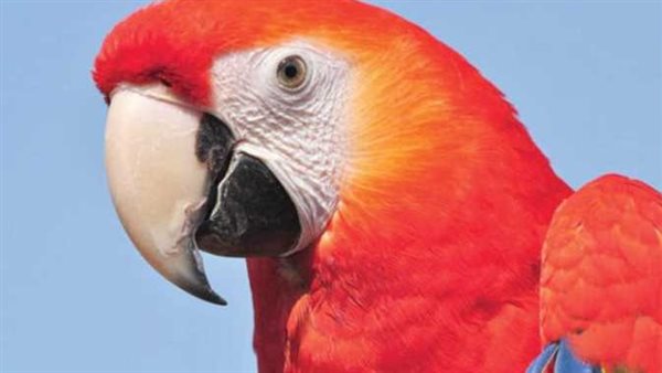 حمى الببغاء.. تحذيرات خطيرة من منظمة الصحة العالمية بعد وفاة 5 أشخاص بهذا المرض