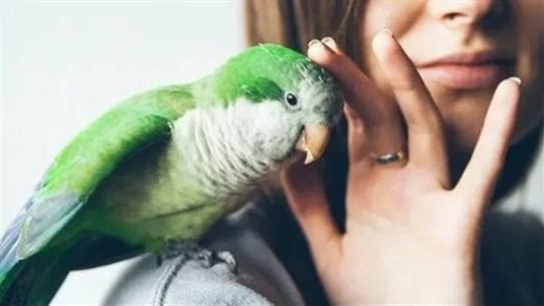 حمى الببغاء.. تعرف على أعراض المرض الجديد الذي يهاجم البشر 