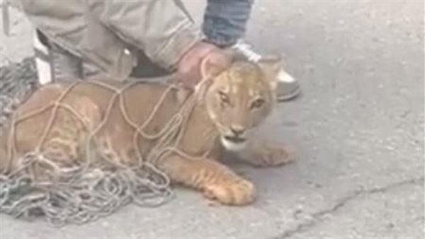 كانوا فكرينه قطة كبيرة.. القصة الكاملة لظهور أسد في شوارع التجمع الأول