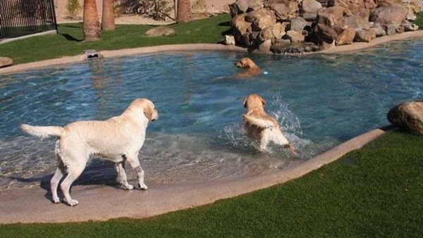 شوال دولارات ومليون جنيه.. كواليس سرقة فندق للكلاب في مصر