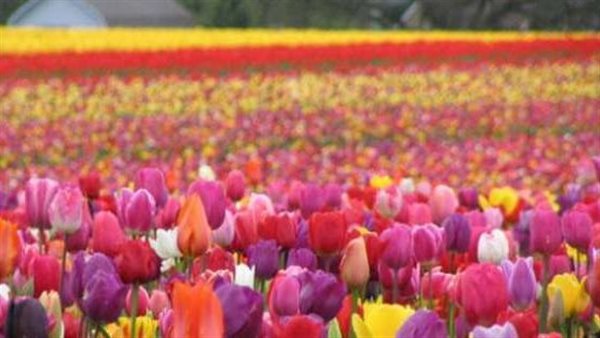 مفاجأة.. هل يختفي فصل الربيع في مصر خلال السنوات المقبلة؟ | فيديو